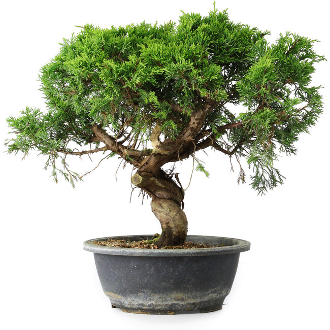 Juniperus chinensis Itoigawa, 33 cm, ± 15 jaar oud