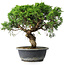 Juniperus chinensis Itoigawa, 33 cm, ± 15 years old