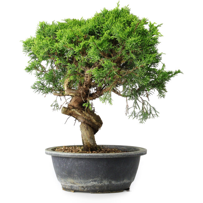 Juniperus chinensis Itoigawa, 33 cm, ± 15 Jahre alt