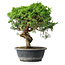 Juniperus chinensis Itoigawa, 33 cm, ± 15 ans