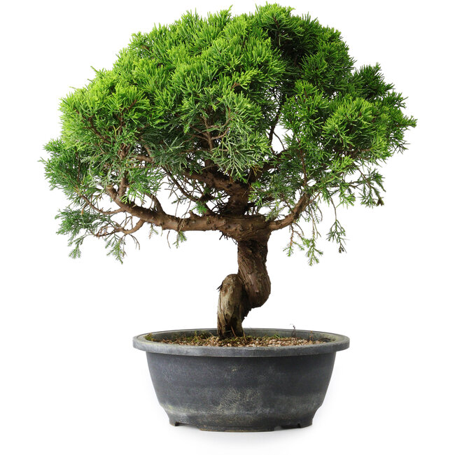 Juniperus chinensis Itoigawa, 36 cm, ± 15 Jahre alt