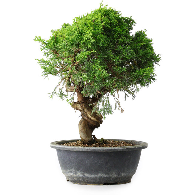 Juniperus chinensis Itoigawa, 33 cm, ± 15 años