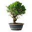 Juniperus chinensis Itoigawa, 33 cm, ± 15 ans