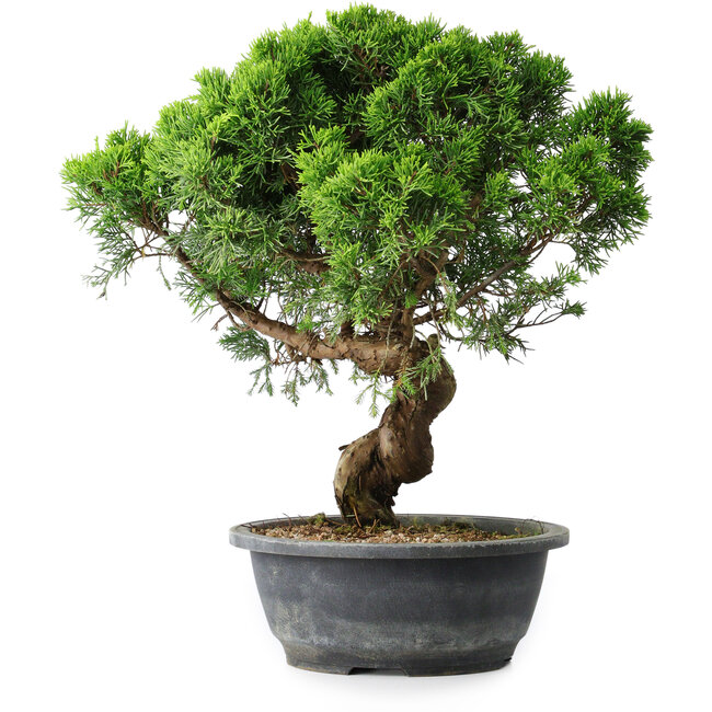 Juniperus chinensis Itoigawa, 36 cm, ± 15 años