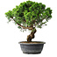 Juniperus chinensis Itoigawa, 36 cm, ± 15 years old