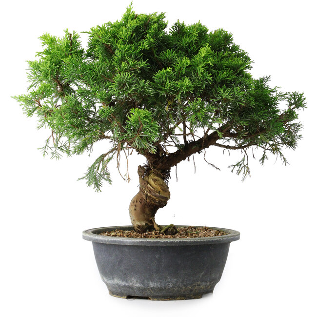 Juniperus chinensis Itoigawa, 33 cm, ± 15 jaar oud