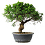 Juniperus chinensis Itoigawa, 33 cm, ± 15 ans
