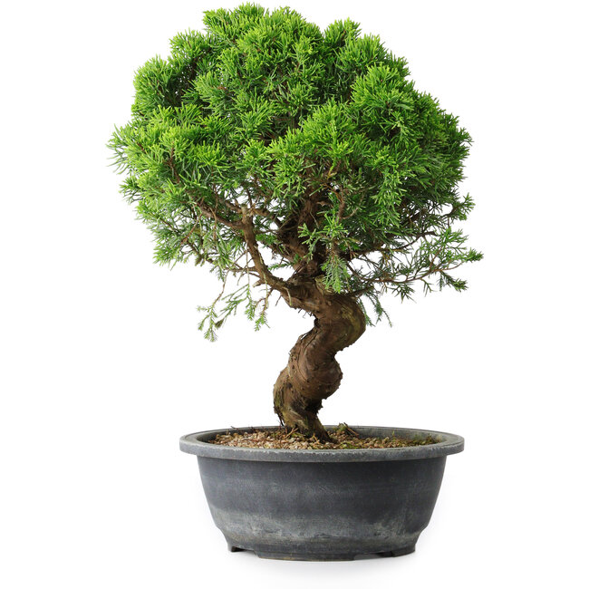 Juniperus chinensis Itoigawa, 36 cm, ± 15 años