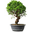 Juniperus chinensis Itoigawa, 36 cm, ± 15 ans