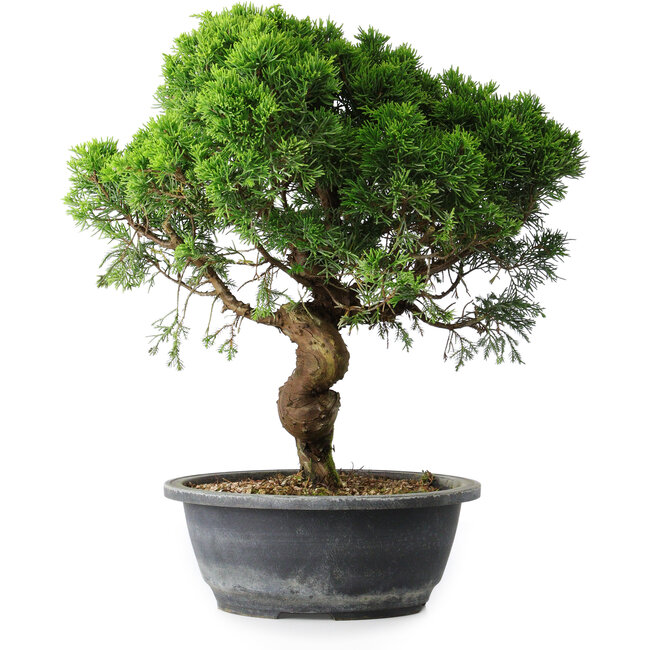 Juniperus chinensis Itoigawa, 36 cm, ± 15 ans