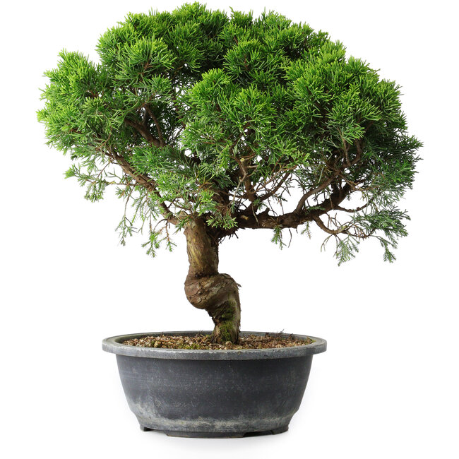 Juniperus chinensis Itoigawa, 36 cm, ± 15 jaar oud