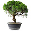 Juniperus chinensis Itoigawa, 36 cm, ± 15 ans