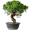 Juniperus chinensis Itoigawa, 36 cm, ± 15 years old