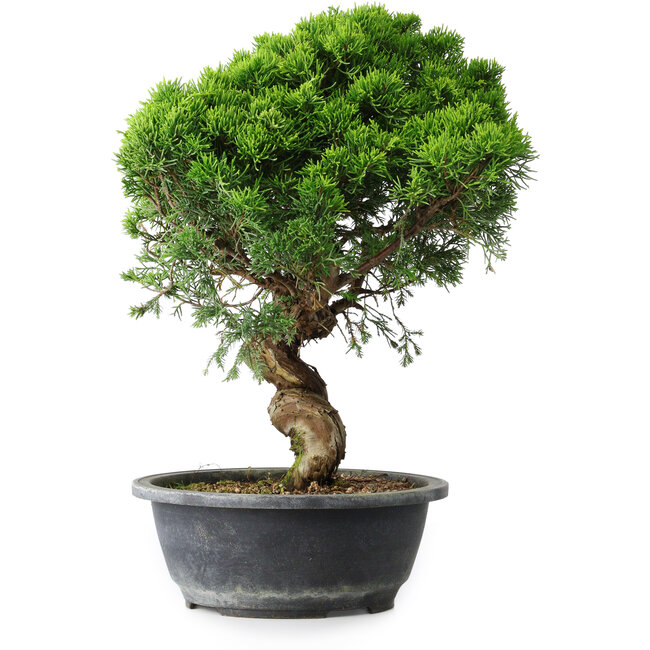Juniperus chinensis Itoigawa, 36 cm, ± 15 jaar oud