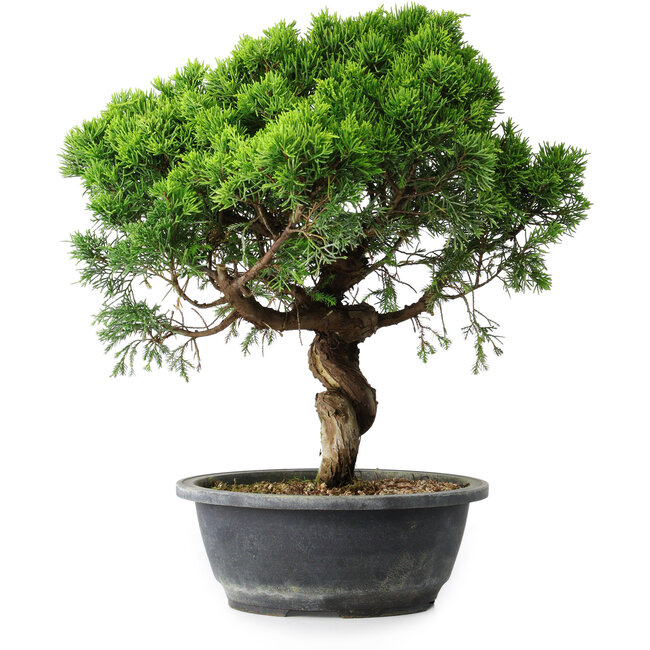 Juniperus chinensis Itoigawa, 36 cm, ± 15 jaar oud