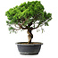 Juniperus chinensis Itoigawa, 36 cm, ± 15 years old