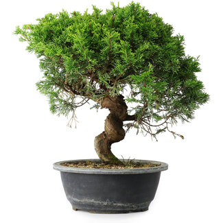 Juniperus chinensis Itoigawa, 32,5 cm, ± 15 ans
