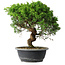Juniperus chinensis Itoigawa, 32,5 cm, ± 15 Jahre alt