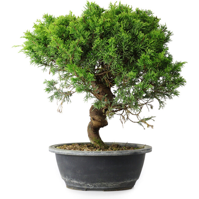 Juniperus chinensis Itoigawa, 32,5 cm, ± 15 years old