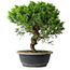 Juniperus chinensis Itoigawa, 32,5 cm, ± 15 ans