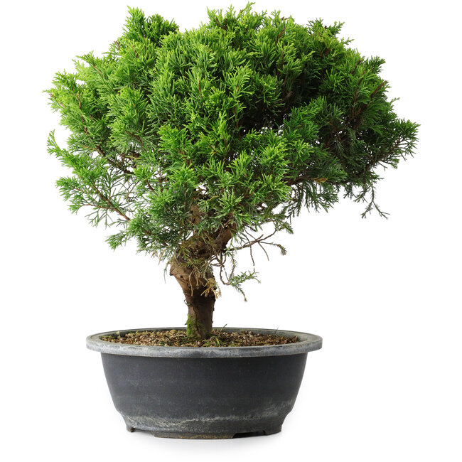 Juniperus chinensis Itoigawa, 32,5 cm, ± 15 años