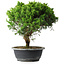 Juniperus chinensis Itoigawa, 32,5 cm, ± 15 ans