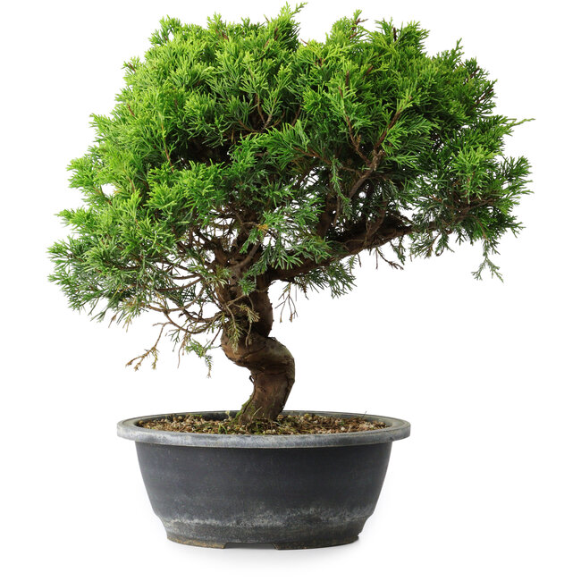 Juniperus chinensis Itoigawa, 32,5 cm, ± 15 years old