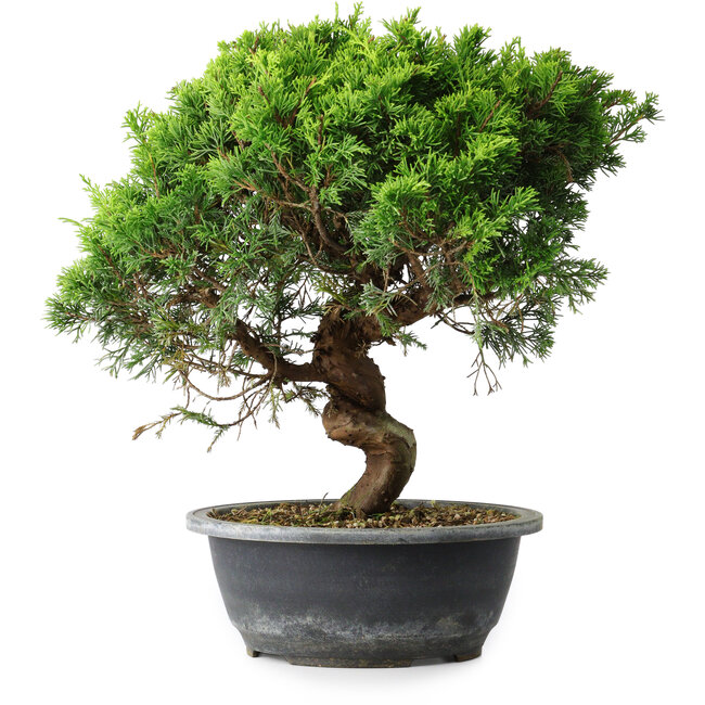 Juniperus chinensis Itoigawa, 32,5 cm, ± 15 años