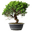Juniperus chinensis Itoigawa, 32,5 cm, ± 15 ans