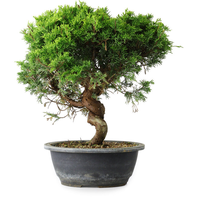 Juniperus chinensis Itoigawa, 32,5 cm, ± 15 anni
