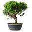 Juniperus chinensis Itoigawa, 32,5 cm, ± 15 years old
