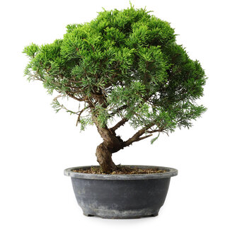 Juniperus chinensis Itoigawa, 33 cm, ± 15 ans