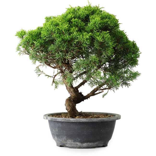 Juniperus chinensis Itoigawa, 33 cm, ± 15 ans