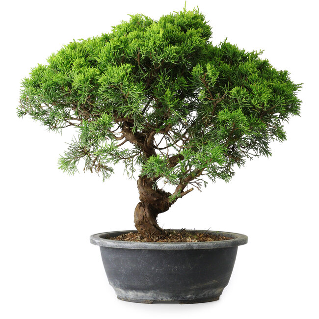 Juniperus chinensis Itoigawa, 33 cm, ± 15 anni