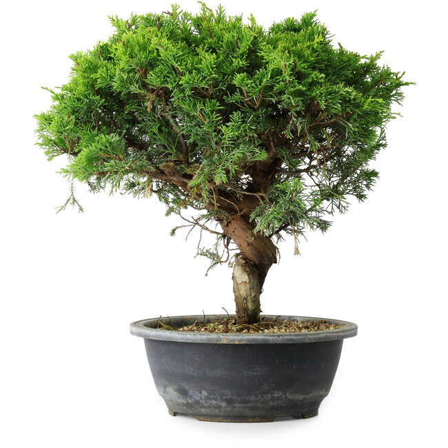 Juniperus chinensis Itoigawa, 32,5 cm, ± 15 ans