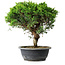 Juniperus chinensis Itoigawa, 32,5 cm, ± 15 ans