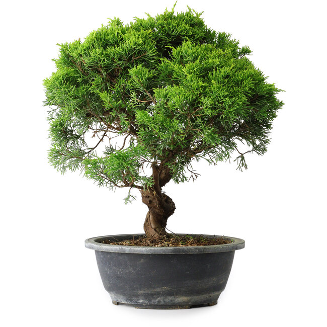 Juniperus chinensis Itoigawa, 33 cm, ± 15 Jahre alt