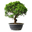 Juniperus chinensis Itoigawa, 33 cm, ± 15 ans