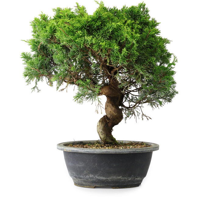 Juniperus chinensis Itoigawa, 32,5 cm, ± 15 years old