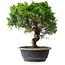 Juniperus chinensis Itoigawa, 32,5 cm, ± 15 ans
