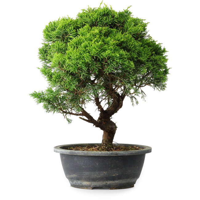 Juniperus chinensis Itoigawa, 33 cm, ± 15 years old