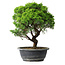 Juniperus chinensis Itoigawa, 33 cm, ± 15 ans