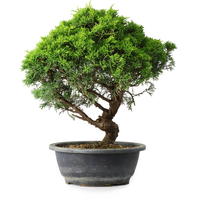 Juniperus chinensis Itoigawa, 33 cm, ± 15 years old
