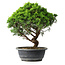 Juniperus chinensis Itoigawa, 33 cm, ± 15 ans