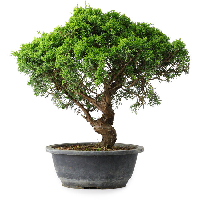 Juniperus chinensis Itoigawa, 33 cm, ± 15 años