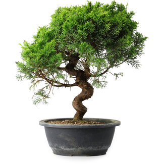 Juniperus chinensis Itoigawa, 35 cm, ± 15 ans