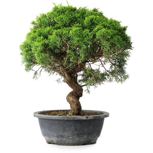 Juniperus chinensis Itoigawa, 33 cm, ± 15 ans