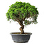 Juniperus chinensis Itoigawa, 33 cm, ± 15 Jahre alt