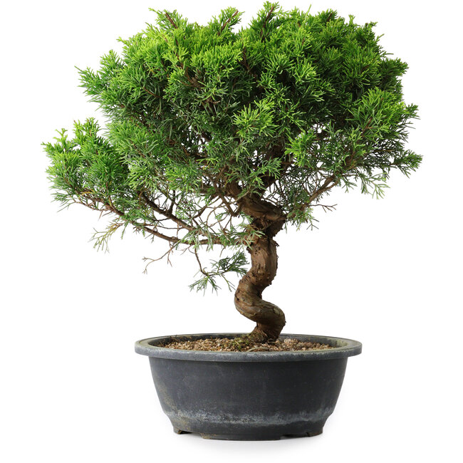 Juniperus chinensis Itoigawa, 35 cm, ± 15 years old