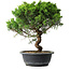Juniperus chinensis Itoigawa, 35 cm, ± 15 ans